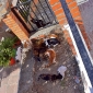 Los Gatos - Canillas de Aceituno